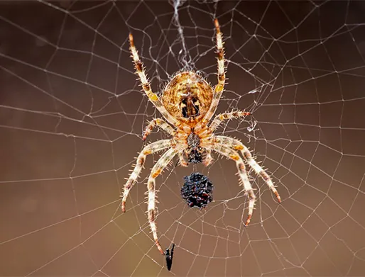 Preço para Dedetização de Aranhas