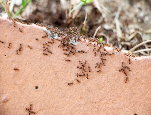 Dedetização de Formigas na Zona Oeste