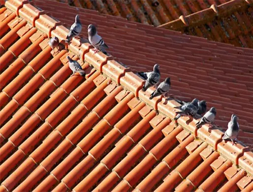 Dedetização de Pombos na Zona Oeste